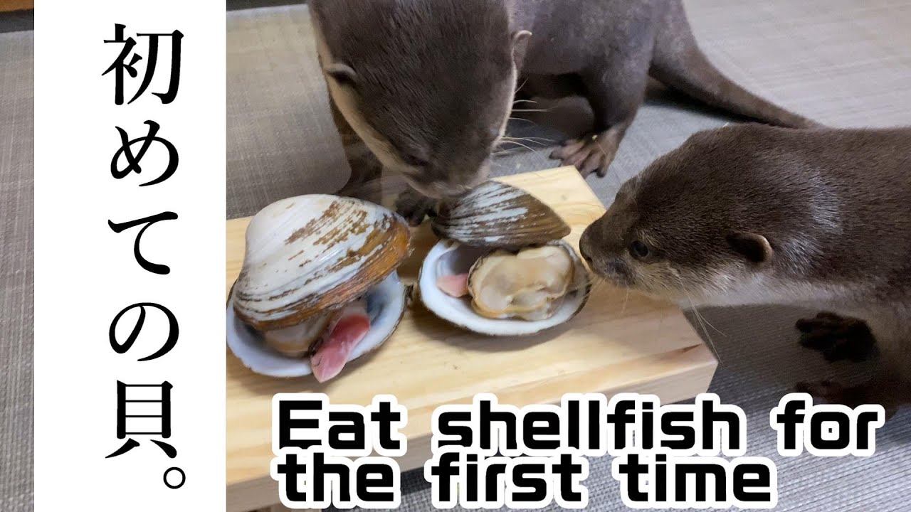 キムラトイ カワウソのお魚や 限定カラー 世界限定9個 世界限定9個