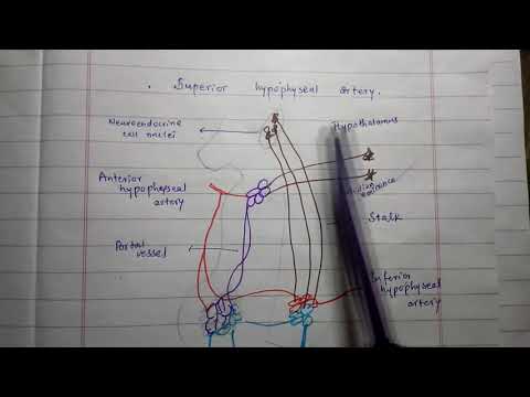 Hypothalamic Hypophyseal Portal System ; Its Functional Importance. | Medico Star.