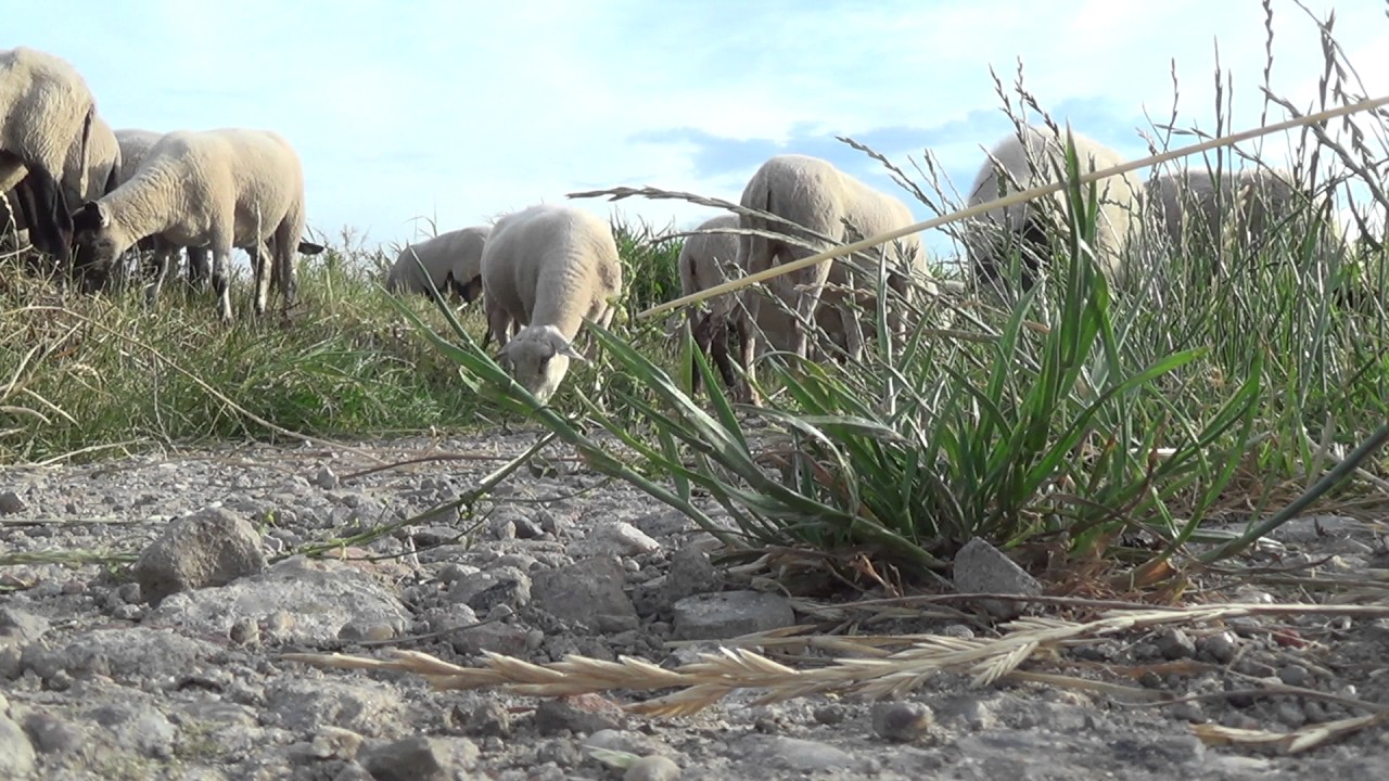 nootdorp kapper #Sheep #Grazing - Drenthe Heath (Drents #Heideschaap) Schapen grazen - Close-up