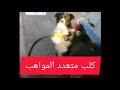 خبر كل يوم كلب متعدد المواهب    