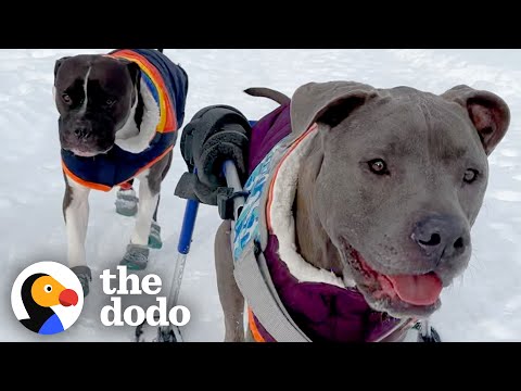 Video: 10 måder at gøre rejser med din hund Et stykke kage
