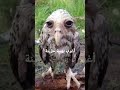 بومة حزينة غرائب عجائب طيور حيوانات جديد سبحان الله Foryou Funny Fyp سعد لمجرد موسيقى 