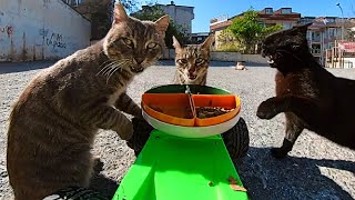 Four-Course Meal Delivery for Cats with RC car