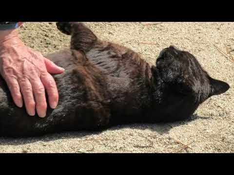 林崎散歩道地域猫ブラウン2026 3 26b