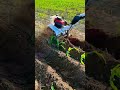 #New600HPMiniTiller #MultiPurposeMachine: Tilling, Weeding Trenching #mini #farming #tiller #shorts