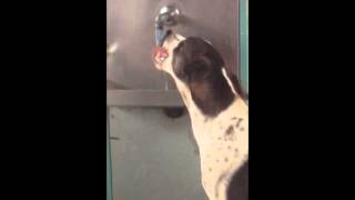 Dog Drinks Water From Tap At Railway Station | News Coverage Videos | Manorama Online screenshot 1