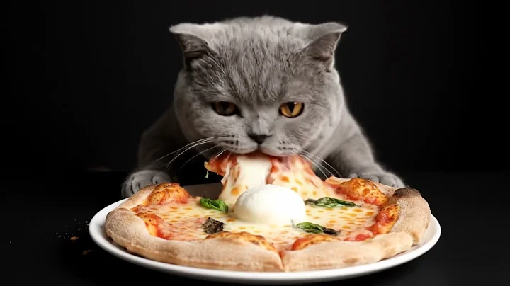 Watch the video about Cat ASMR