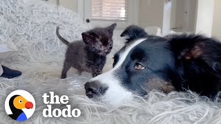 Dog Is The Best Nanny To Foster Kittens The Dodo