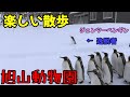 【旭山動物園】ペンギンの散歩！逸脱者の正体は・・ジェンツーペンギン。