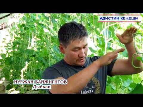 Video: Күнөсканада бадыраң өстүрүү