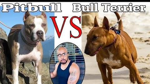 Bullterrier vs pitbull wer ist stärker