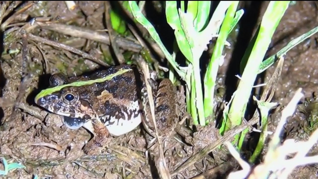 The frogs song happily