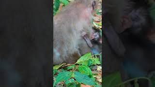 Ep581. Adorable Monkey Has the Cutest Reaction to Meeting a New Friend