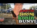 Konin Isian Burung Gereja Mp3 - Mp4 Download