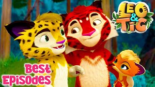 LEO and TIG 🦁 🐯 Best Episodes 2022 💖 Episodes collection 💚 Moolt Kids Toons Happy Bear