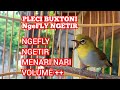 Pleci Buxtoni Gacor Ngefly Kicau Pidong Mp3 - Mp4 Download