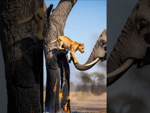 Brave Elephant Saves A Lion Cub Form A Huge Forest Fire! #wildlife #animals #rescue #humanity