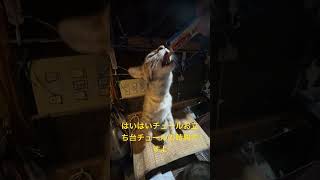 ハイハイ、お立ち台チュールの時間ですよ|Hiroshi's channel