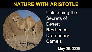 Unleashing the Secrets of Desert Resilience: Dromedary Camels | Nature with Aristotle