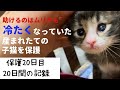 冷たくなっていた子猫の保護、20日目。20日間の成長をまとめました。