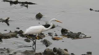 1121022溼地大白鷺-4