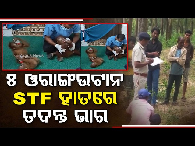 Thumbnail for STF Steps In After 5 Orangutans Found In Balasore Forest | Wildlife Trafficking | Argus News