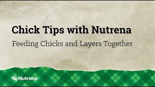 Chick Tips: Feeding Chicks and Layers Together Chick Tips With Nutrena Transitioning Chicks To Layer Feed