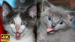 😼 Kitten funny compilation, try not to laugh 😂 Cute kittens videos - Kris reaction
