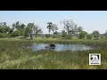 Jabu swimming in Okavango Delta Lagoon | Botswana | Living With Elephants Foundation