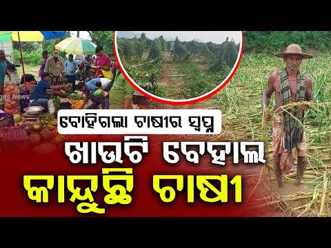 Vegetable Prices Skyrocket In Odisha After Rain Destroys Crops In Athagarh | Argus News