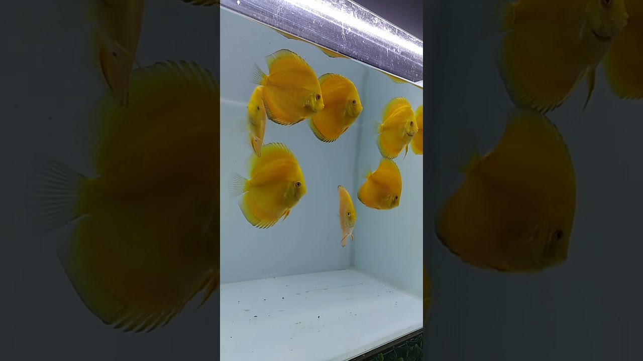 Yellow Musk Discus Fish 