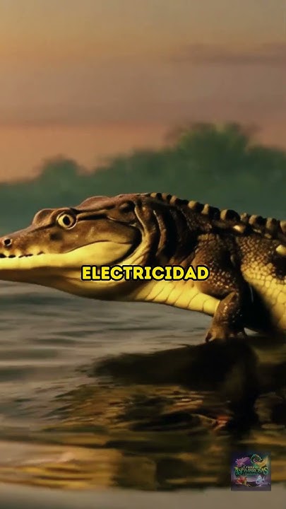 Anguila Electrica Electrocutando Caiman Anguila eléctrica contra caimán en un enfrentamiento de 860 voltios