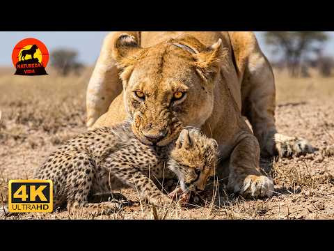 OS PREDADORES SUPREMOS | Batalhas Brutais no Reino Selvagem #animaisselvagens | Natureza Vida