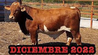 LOS MEJORES TOROS EN VENTA