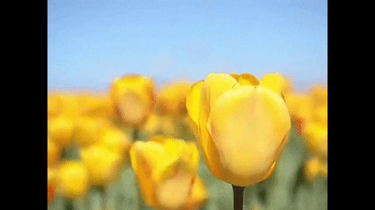 Почему желтые тюльпаны вестники разлуки. Желтые тюльпаны голубое небо. Тюльпаны желтые на голубом небе. Жёлтые тюльпаны вестники разлуки. Тюльпан желтый Королевский.