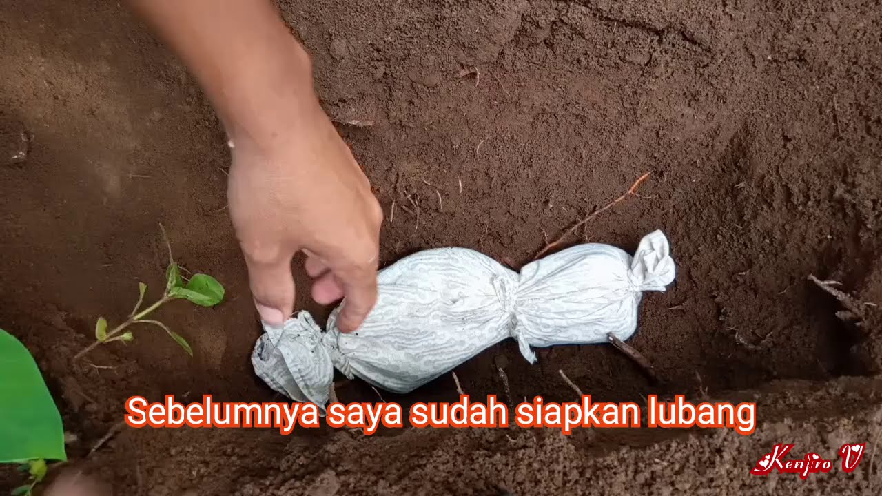 Mengubur kucing mati