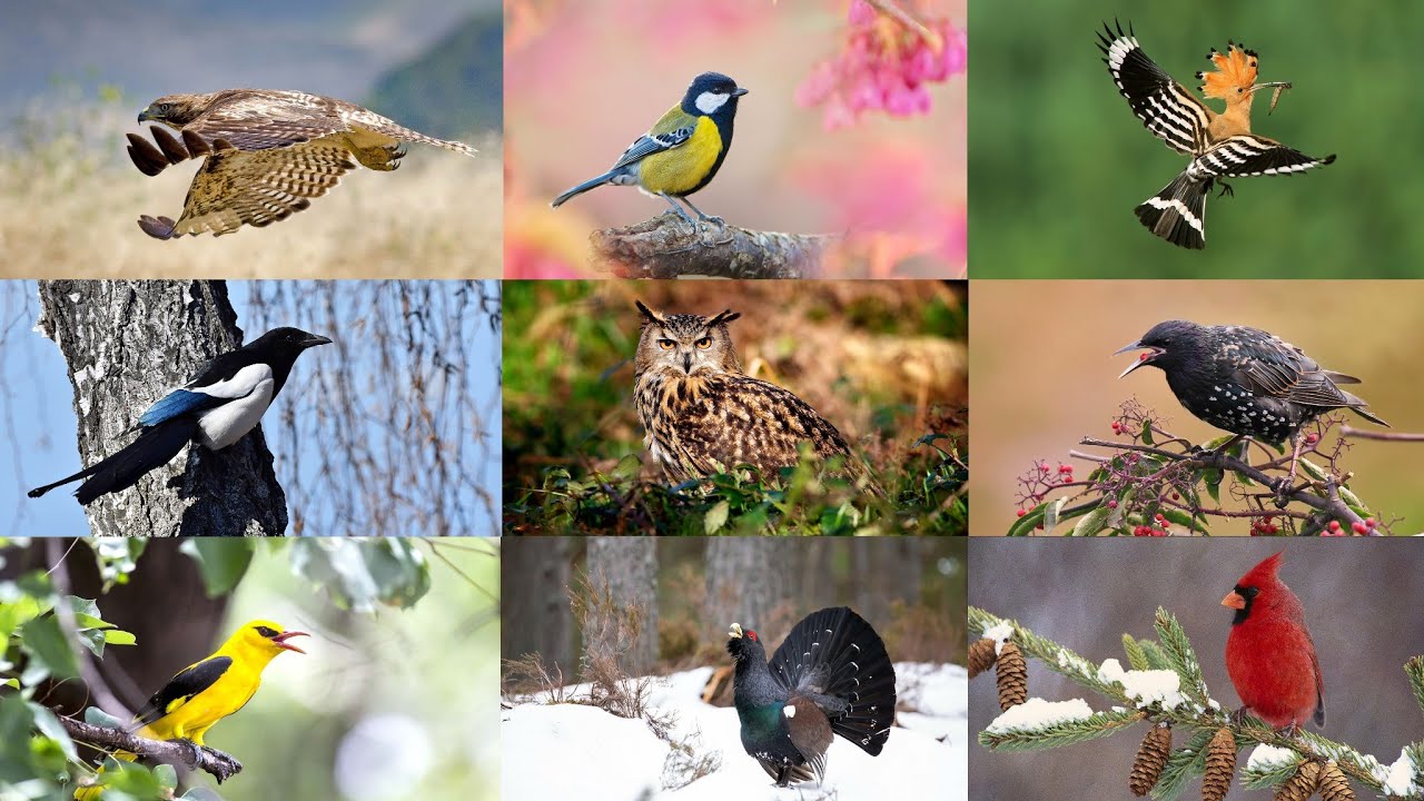 Лесные Птицы Фото С Названиями