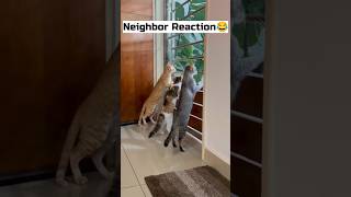 Neighbor’s Reaction When Mom Scolded Me 😳 #cat #catvideos #catshorts #relatable #cats