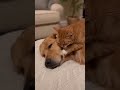 Kitten gives sleepy puppy a relaxing massage 🥺 #shorts