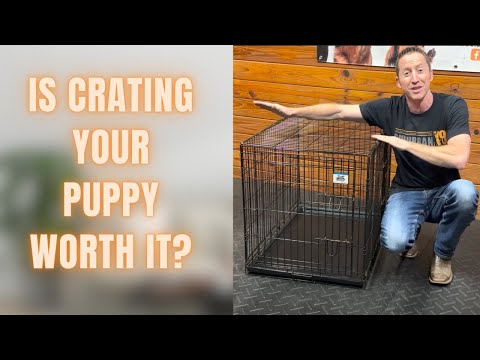 Adult Dog Crate Training: It's Not Just For Puppies