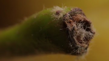 Can You Guess These Objects By An Extreme Close Up?