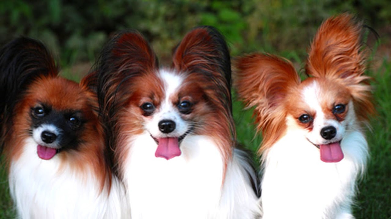 какие породы декоративных. йоркширский терьер породы собак. какие породы декоративных. йоркширский терьер. континентальный той-спаниель (папийон и фален).