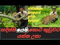 Srilankan leopard with keeper    