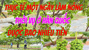 [25] làm nông ở Hàn quốc 🇰🇷 một ngày bao nhiêu tiền