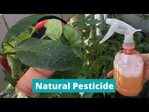 Video: Jsou pesticidy špatné pro kalhoty: Léčba poškození rostlin insekticidy