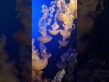 Неземная красота. Залипательно-завораживающе #медузы #удивительнаяприрода #океан
