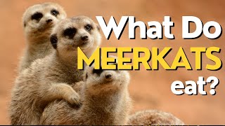 What Do Meerkats Eat? Discovering the Diet of These Social Creatures