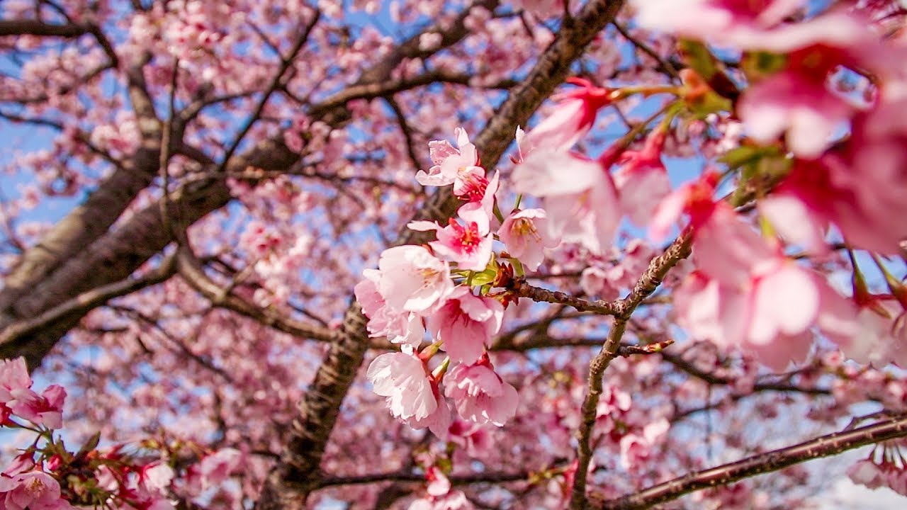 Tokyo's BEST Sakura Spot