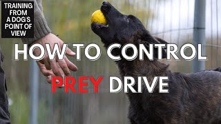 Prey Drive  SelfControl For Your Dog