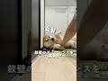 解せぬ柴犬の濡れ５分、乾かし３０分